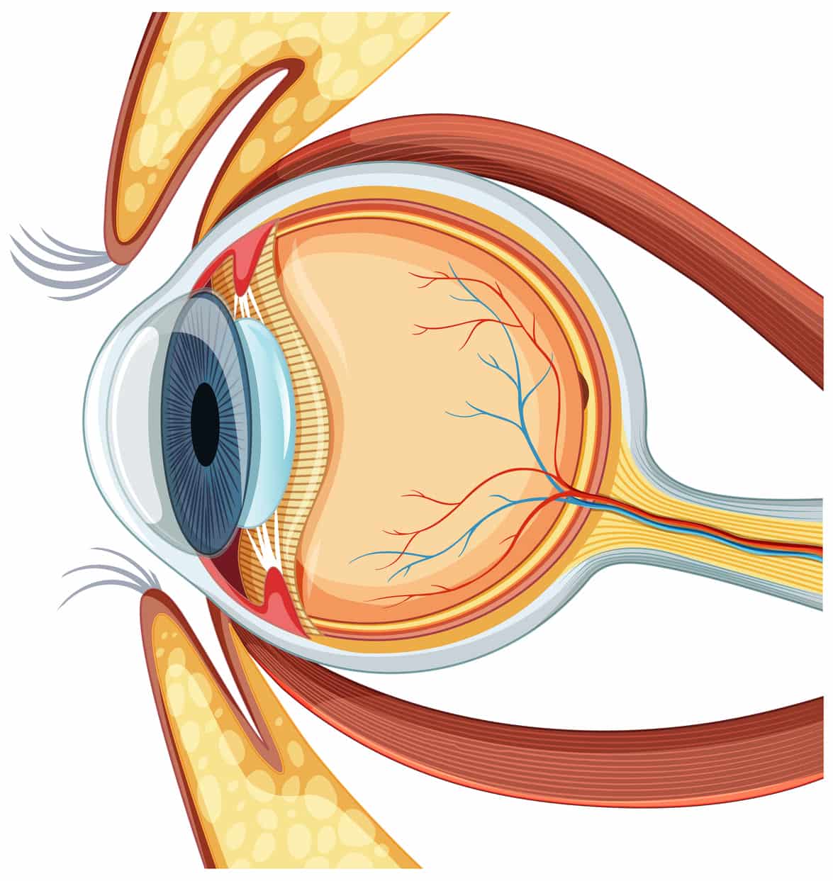 Cornea ojo